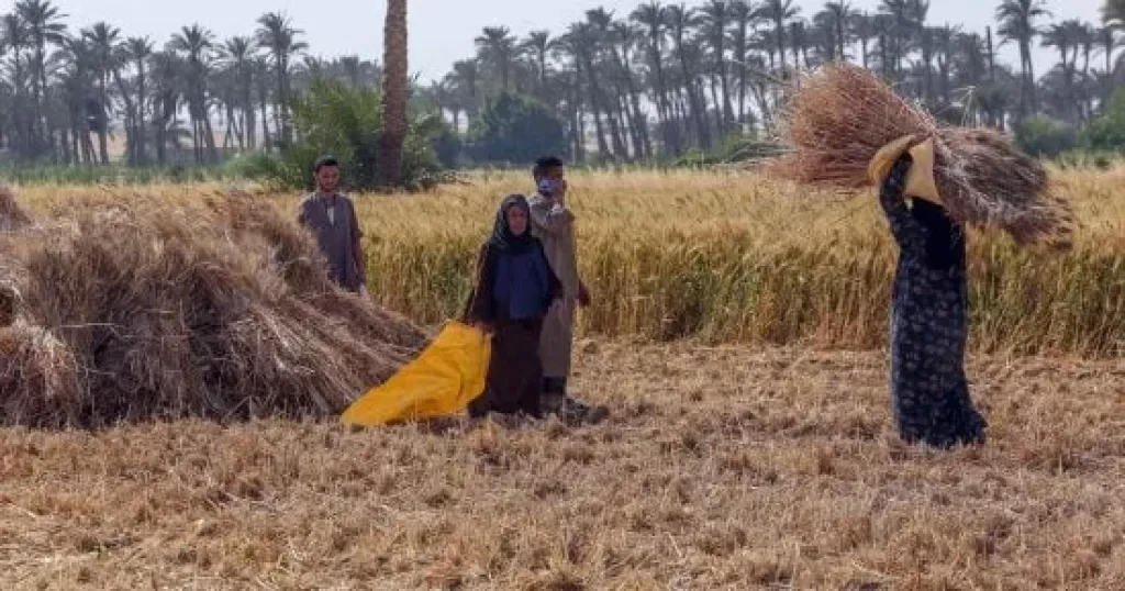 مركز المناخ يحذر مزارعي المحاصيل الصيفية المتأخرة مع بدء انكسار الحرارة