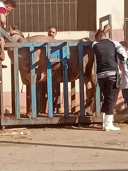 محافظ أسيوط: متابعة ميدانية لمجزر أولاد إلياس بصدفا لضمان سلامة اللحوم