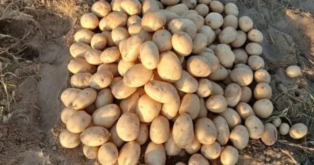 مع انكسار حرارة الصيف.. مركز المناخ يحدد مواعيد زراعة البطاطس والبنجر والفاصوليا