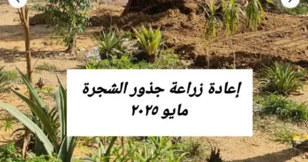 محافظة القاهرة تنفي قطع شجرة كافور معمرة بحي المعادي وتوضح حقيقة سقوطها