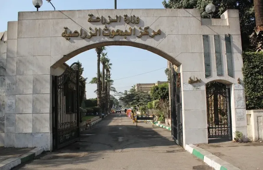 «القمح والأرز» في مواجهة الجفاف.. أصناف جديدة توفر مليارات الأمتار من المياه