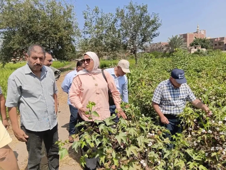 زراعة الشرقية متابعة قش الأرز ومخلفات العنب والنخيل بمراكز المحافظة