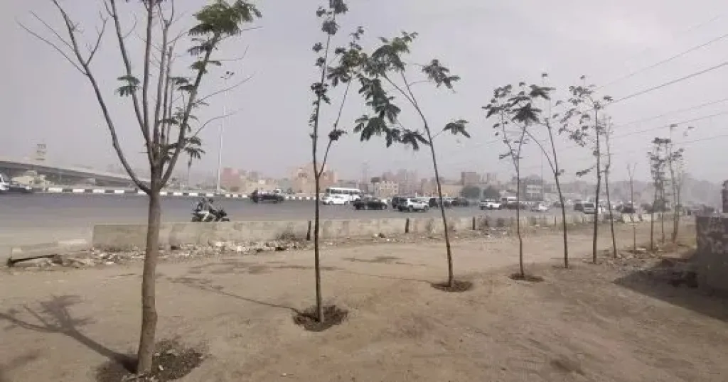 الجيزة تتوسع فى التشجير.. زراعة أشجار على دائرى المريوطية وحتى عثمان محرم