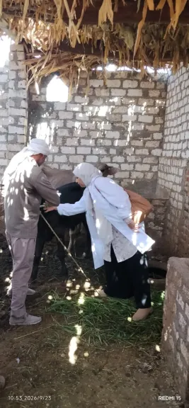 محافظ أسيوط: تحصين أكثر من 98 ألف رأس ماشية ضمن الحملة القومية الثانية لمواجهة
