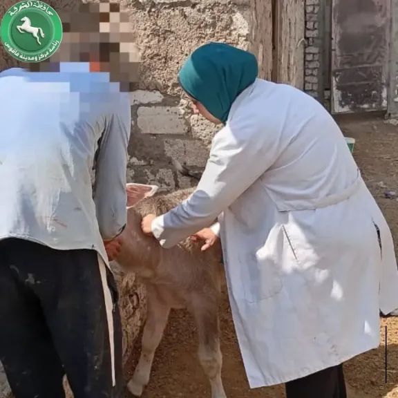 نشاط مكثف للحملات البيطرية بفاقوس للتحصين ضد الحمى القلاعية الوادي المتصدع
