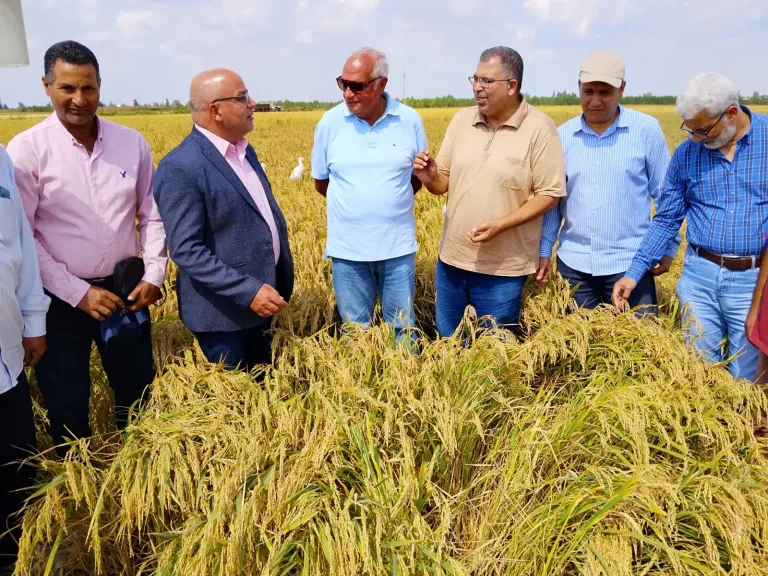 الإرشاد الزراعى بالبحيرة ينظم يوم حصاد الأرز بشبراخيت