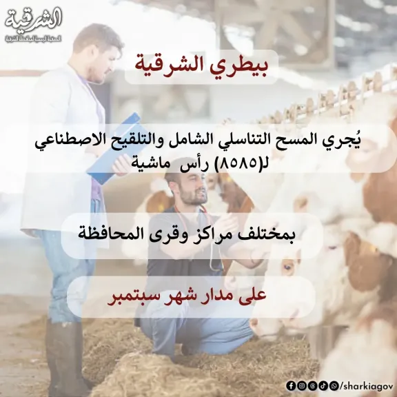 بيطري الشرقية يجرى المسح التناسلي والتلقيح  8585 رأس  ماشية