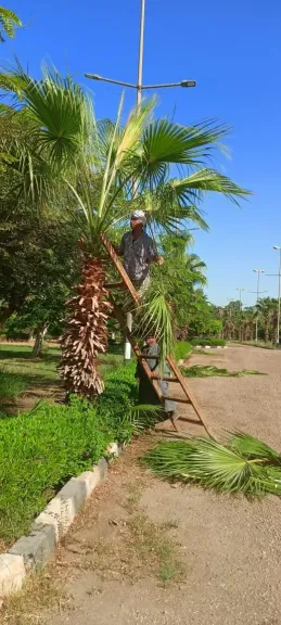 محافظ أسيوط: صيانة أشجار النخيل بالحديقة الدولية ببني غالب ضمن خطة الحفاظ
