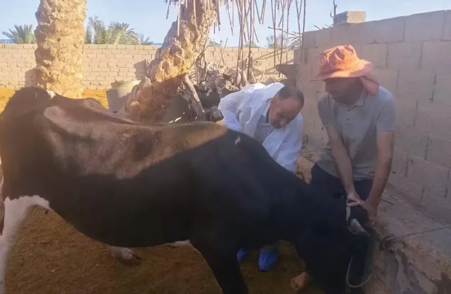 «الزراعة» تنفذ 262 قافلة بيطرية مجانية خلال سبتمبر لخدمة المربين في 269 قرية