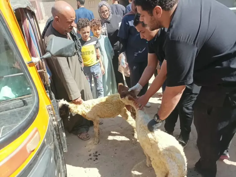 .محافظ أسيوط: فحص وعلاج 1643 حالة من الماشية والدواب والدواجن خلال قافلة بيطرية