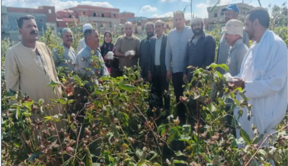 الذهب الأبيض.. إرشاد البحيرة يحتفي بيوم جنى القطن لصنف جيزة 86 بكوم البركة في كفر الدوار