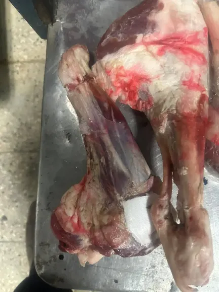 محافظ أسيوط: الطب البيطري يضبط 241 كجم من اللحوم والدواجن غير الصالحة للاستهلاك