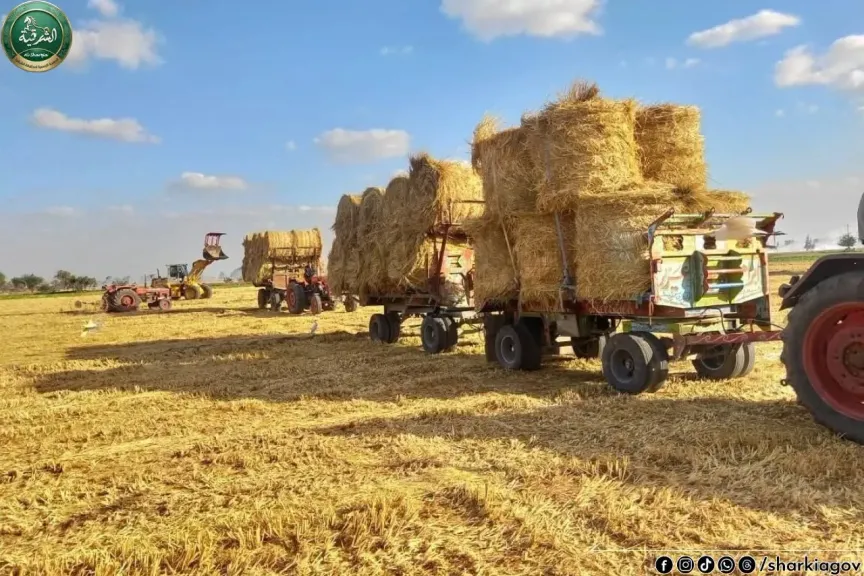 بيئة الشرقية جمع٢٠٦ ألفً و ١٤٠طن قش أرز وتشغيل٢٥٢موقعًا للتجميع