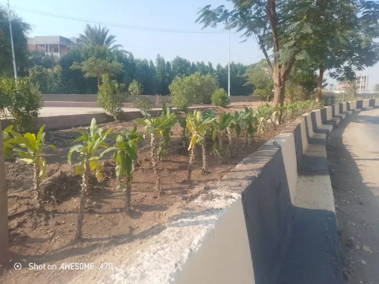 محافظ أسيوط: استمرار أعمال تطوير وتجميل المدخل الجنوبي للمدينة بزراعة الأشجار ودهان