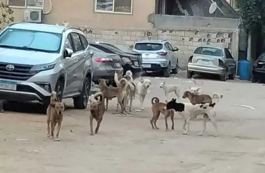 بعد واقعة الطفلة سلسبيل.. الحمامصي يطالب بالكشف عن الإجراءات التي اتخذت للحد من انتشار الكلاب الضالة