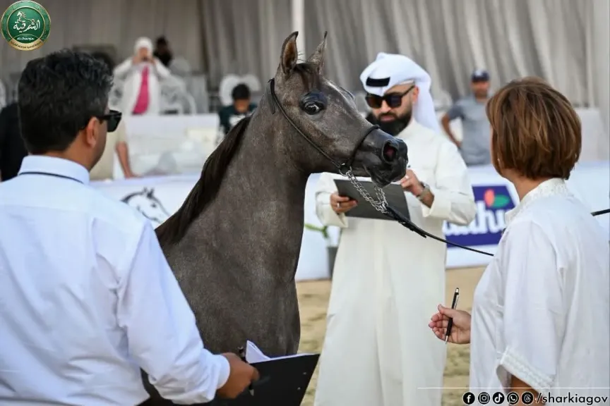 فى اليوم الثانى لمهرجان الشرقية للخيول العربية المحافظ يشهد مساقات بطولة جمال الخيل