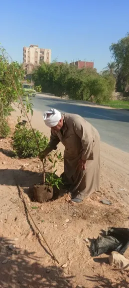 محافظ أسيوط: زراعة 30 شجرة كينو كاربس بطريق رحلة العائلة المقدسة بقرية درنكة