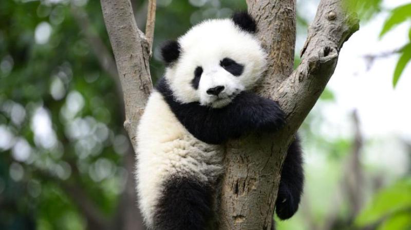 فيلم Kung Fu Panda 4 يحقق 483 مليون دولار حول العالم